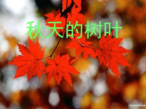 用秋天的树叶2讲解