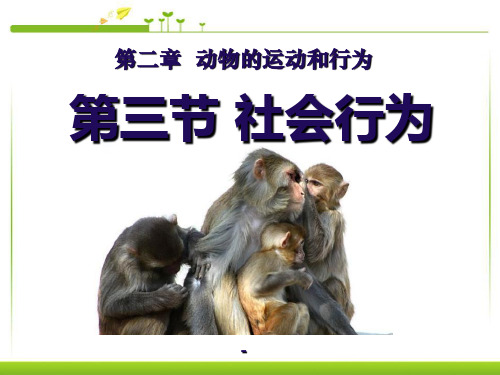 社会行为(一)-PPT课件 