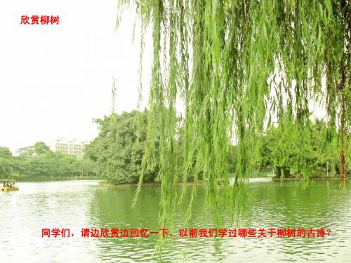 青海高原一株柳ppt