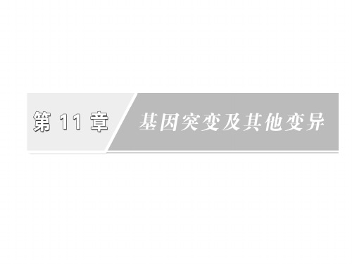基因突变和基因重组教材.ppt