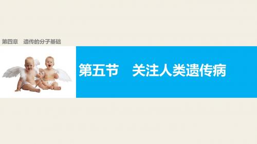 苏教版必修二 4.5关注人类遗传病 课件(48张)