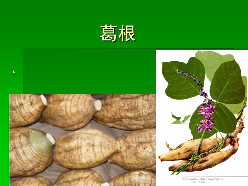 葛根