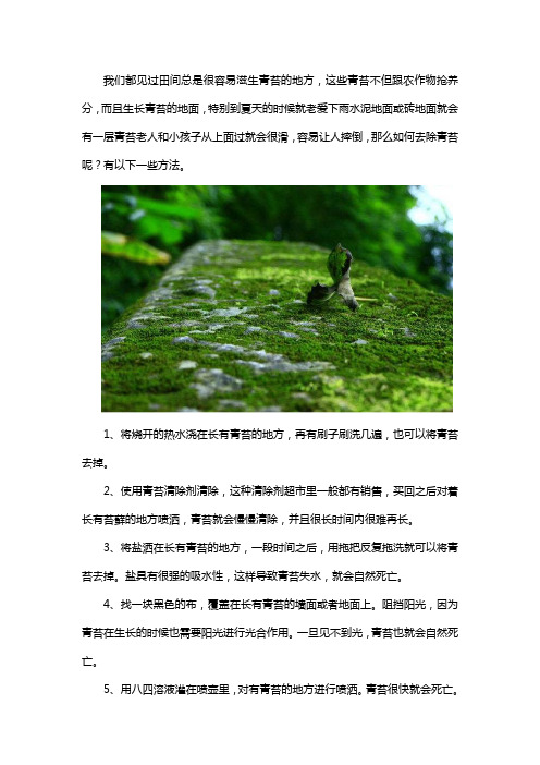 青苔多怎么办怎么去除青苔