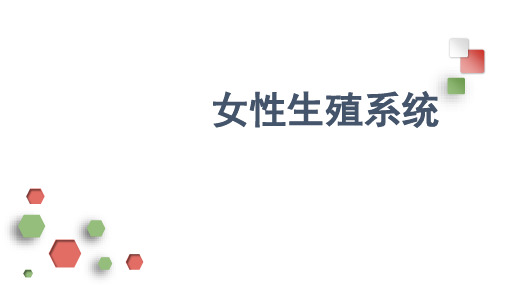组织学与胚胎学重点女性生殖系统