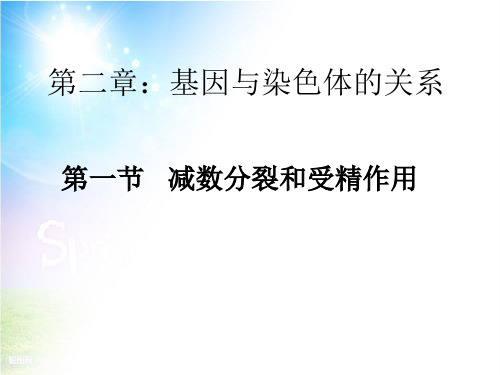 减数分裂-精子的形成 (共51张PPT)