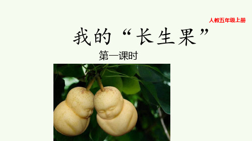 《我的长生果》完美版课件2