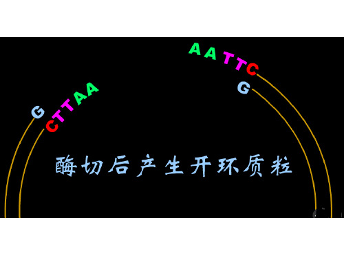 基因工程的基本操作程序的步骤