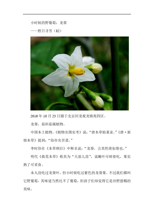 龙葵——胜日寻芳(82)有图