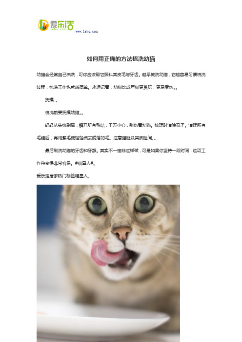 如何用正确的方法梳洗幼猫