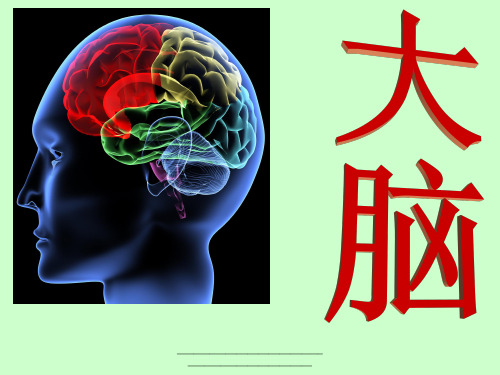 最新苏教版五年级科学《大脑》课件PPT