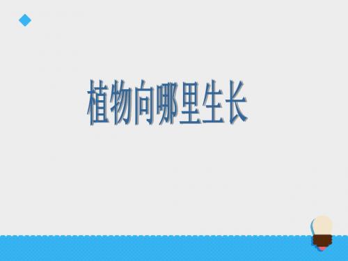 六年级上册科学课件-第五单元 生物与环境 22.植物向哪里长_青岛版(六年制,三起) (共19张PPT)