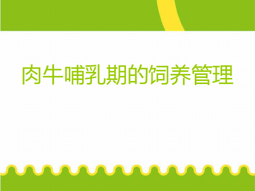 肉牛哺乳期