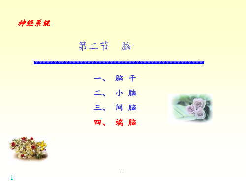 大脑解剖功能PPT课件