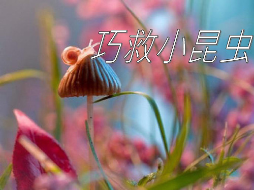 二年级上册美术巧救小昆虫岭南版 (4)