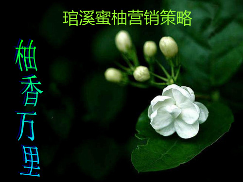 蜜柚营销策略