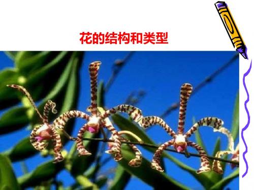 花的结构和类型