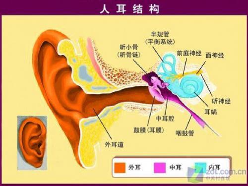 人耳结构与听力残疾分类