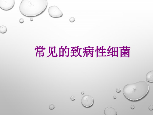 常见的致病性细菌优质PPT课件