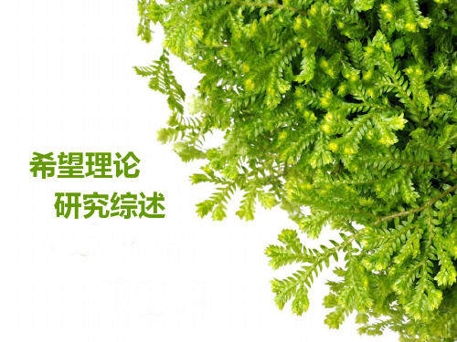 希望理论研究综述
