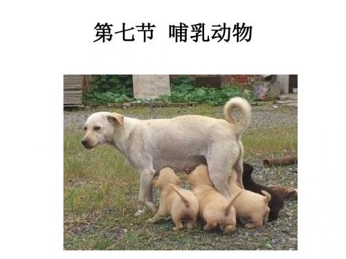 第一章七节  哺乳动物