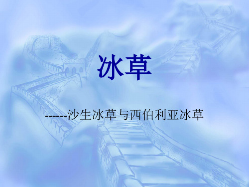 冰草