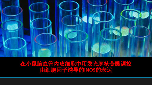 [课件]在小鼠脑血管内皮细胞中用发夹寡核苷酸调控由细胞因子诱导的iNOS的表达PPT