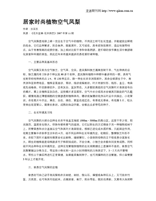 居家时尚植物空气凤梨