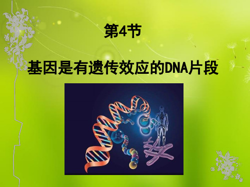 高中生物《第三章 第四节 基因是有遗传效应的DNA片段》课件4 新人教版必修2