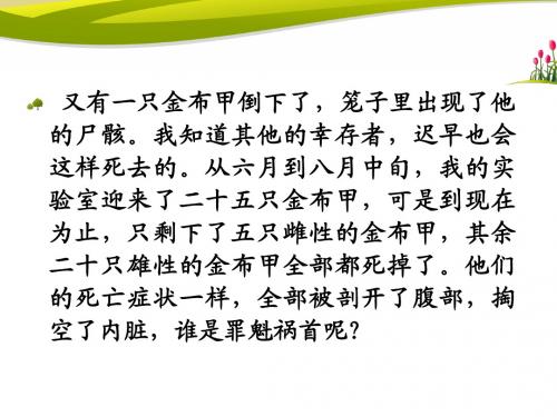 装满昆虫的衣袋ppt