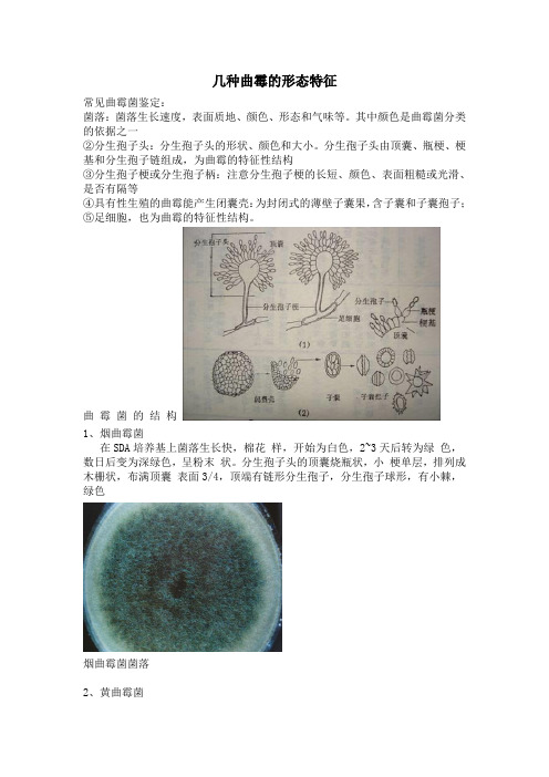 曲霉形态特征