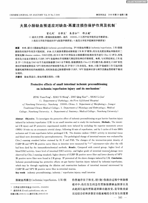 大鼠小肠缺血预适应对缺血-再灌注损伤保护作用及机制