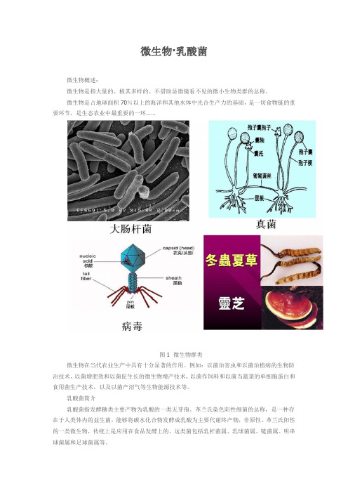 微生物·乳酸菌概述