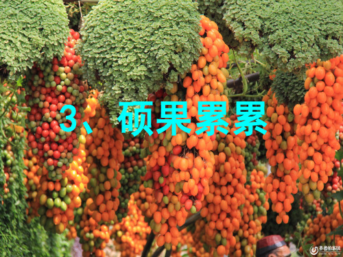 硕果累累