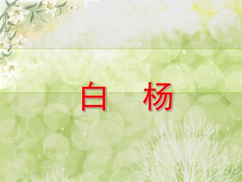 五年级下册语文课件-《白杨》｜冀教版    (共25张PPT)