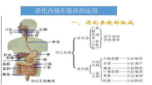胃肠镜1PPT课件