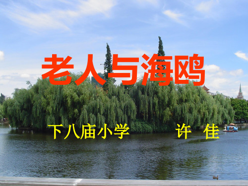 老人与海鸥课件1