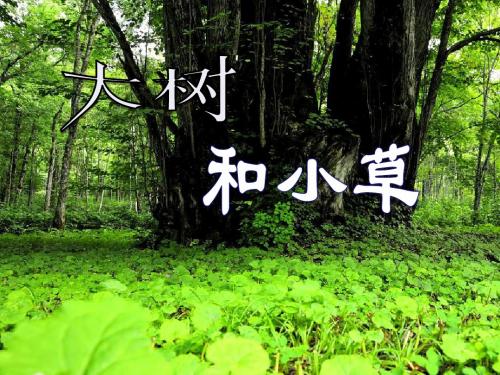 大树和小草植物   教学PPT课件2
