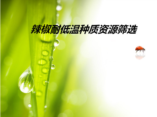 辣椒种质资源