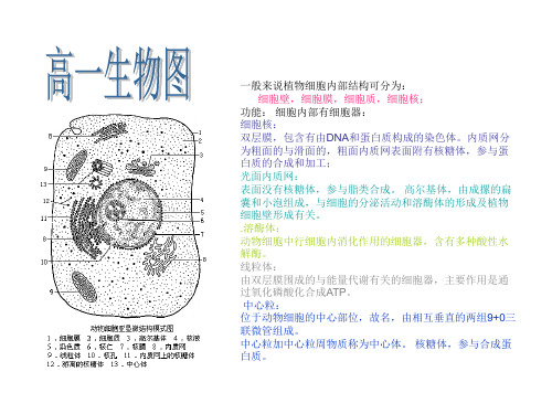 高一生物细胞图