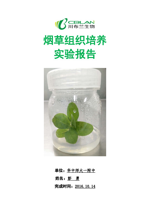 彭勇  烟草组织培养实验报告
