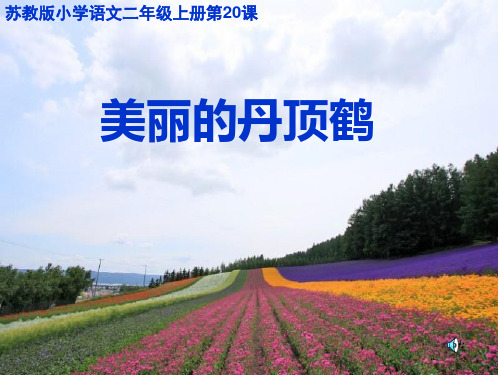 小学语文二年级上册美丽的丹顶鹤-课件