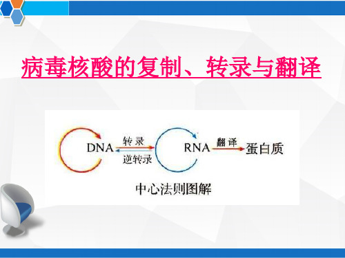 病毒核酸的复制转录与翻译 PPT