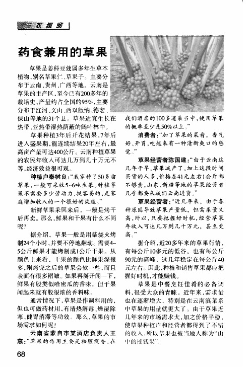 药食兼用的草果