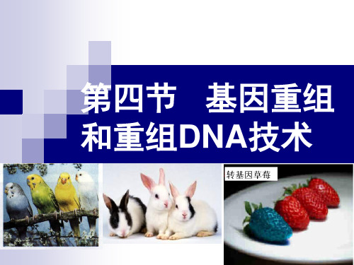 基因重组课件