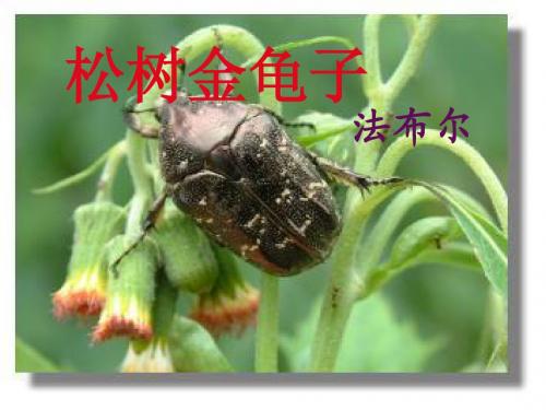 《松树金龟子》 PPT  课件