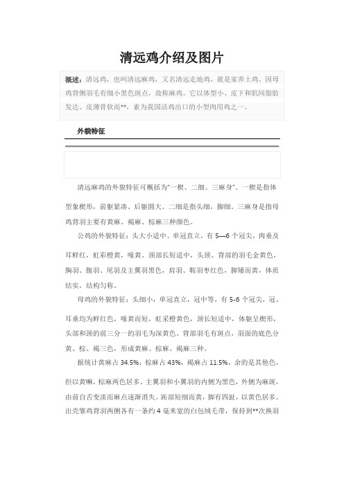 清远鸡介绍及图片