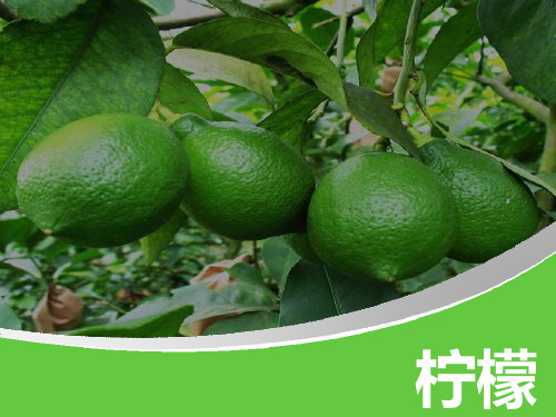 柠檬-精品课件