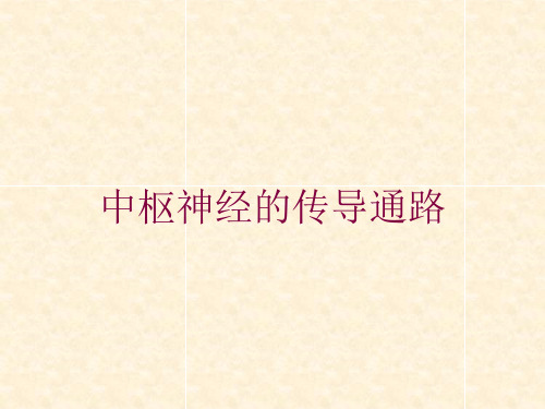 中枢神经的传导通路培训课件