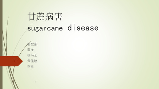 《甘蔗主要病害》PPT课件