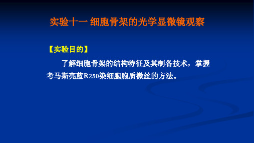 细胞骨架的光学显微镜观察